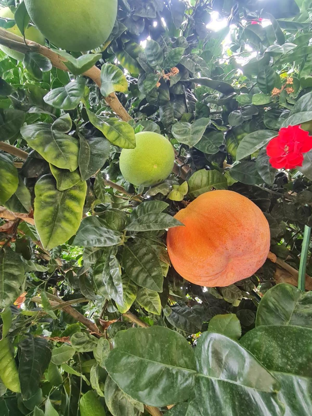 B&B Casa Vacanza Cioffi Vico Equense Εξωτερικό φωτογραφία