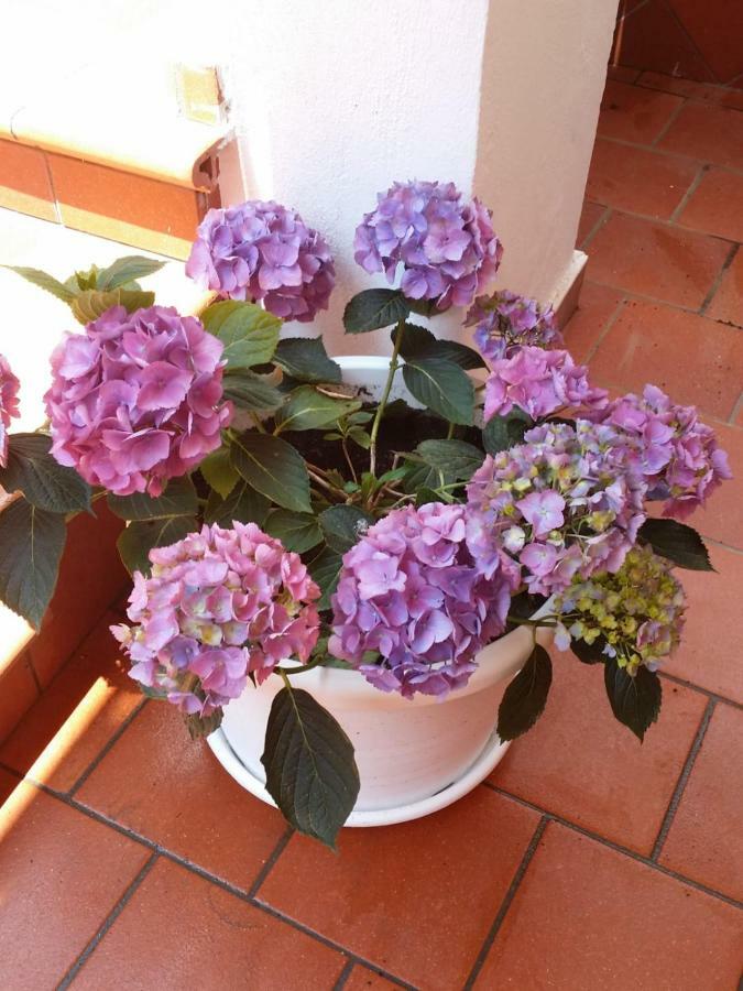 B&B Casa Vacanza Cioffi Vico Equense Εξωτερικό φωτογραφία